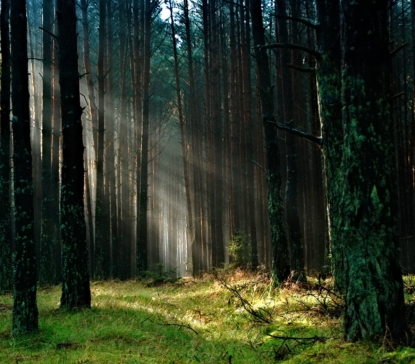 forest-the-sun-morning-tucholskie-158251