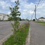 Végétalisation en cours le long de la route